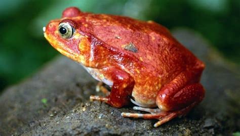 Can Amphibians Live on Both Land & Water? – Nayturr