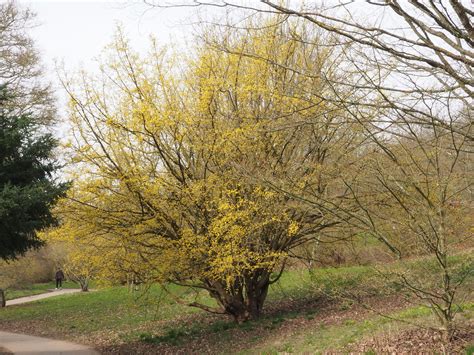 Cornus mas L. | Plants of the World Online | Kew Science