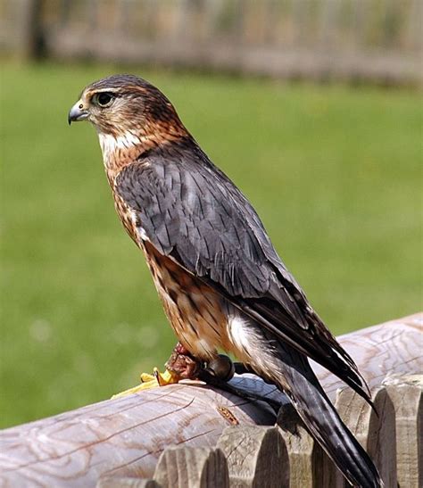 44 best sparrowhawk images on Pinterest | Sparrowhawk, Beautiful birds ...