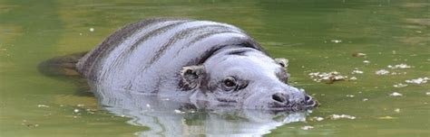 Pygmy Hippopotamus - Hippopotamus Facts and Information