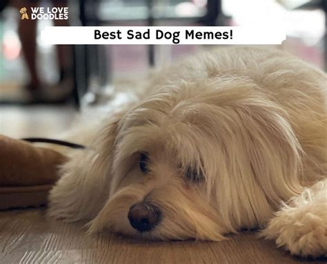 Dog Sad Face Meme | atelier-yuwa.ciao.jp