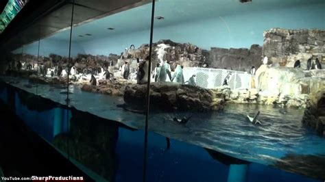 Penguin Encounter at SeaWorld Orlando - YouTube