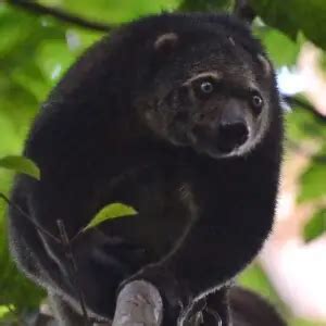 Sulawesi bear cuscus - Facts, Diet, Habitat & Pictures on Animalia.bio