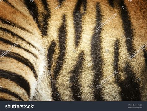 Sumatran Tiger Striped Fur Stock Photo 17807860 - Shutterstock