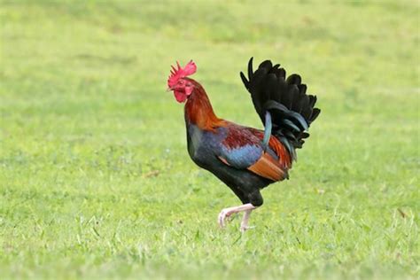 Red Junglefowl – birdfinding.info