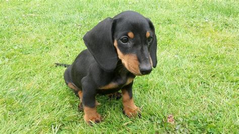 Beautiful pure bred black and tan miniature dachshund puppies for sale | in Whittlesey ...