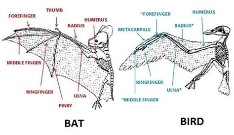 Difference between Bird and Bat wings | Wings drawing, Drawing face ...