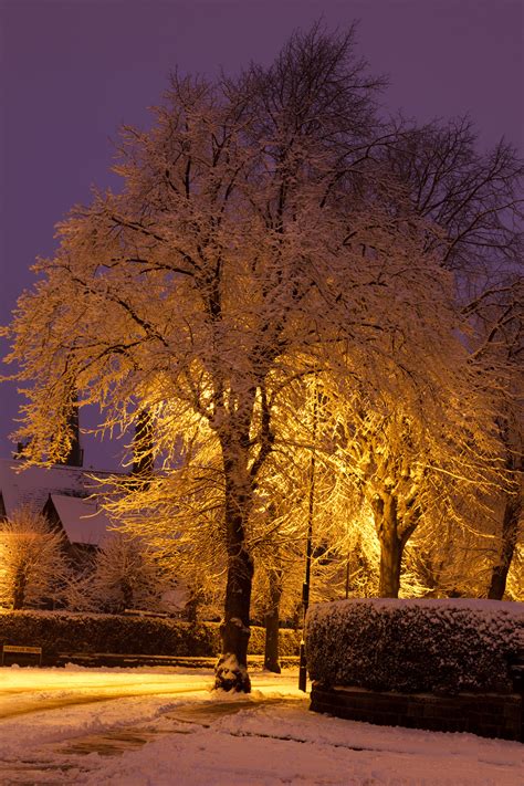 Snow Covered Tree At Night Free Stock Photo - Public Domain Pictures