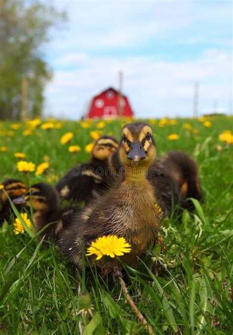 Rouen Ducklings stock photo. Image of brood, flowers - 49838956