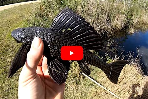 Spearing and Taste-Testing Invasive Armored Catfish in Florida - Wide Open Spaces