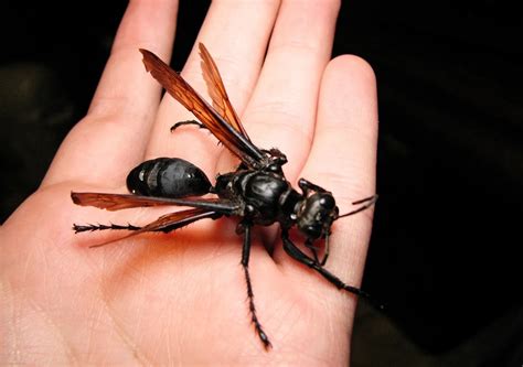 Tarantula Hawk Wasps: the bugs that fight tarantulas! - JobbieCrew.com