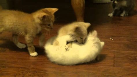 Cute Kittens Playing - YouTube