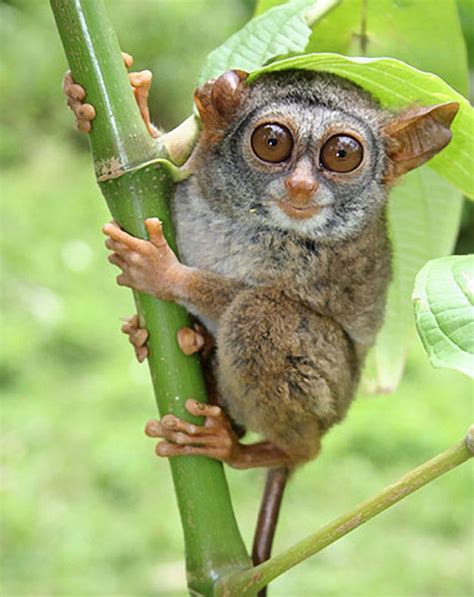 Siau Island Tarsier | Animal Database | Fandom