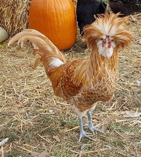 Buff Laced Polish Chicken - Chicks for Sale | Cackle Hatchery