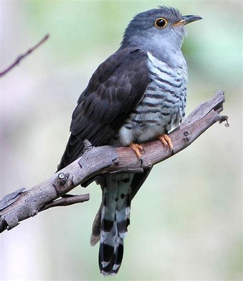 Indian cuckoo - Alchetron, The Free Social Encyclopedia