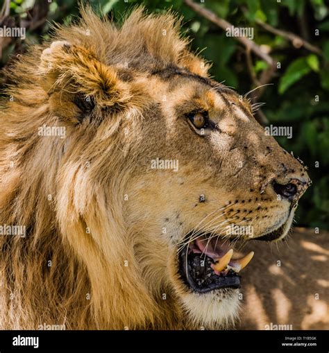 A side view of a Lion Head Stock Photo - Alamy