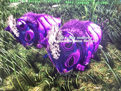 Gasbags breeding pair all midnight purple 6600 weight : r/playark