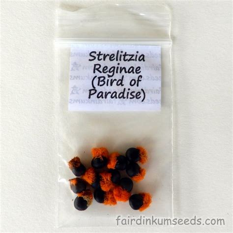 Strelitzia Reginae Bird of Paradise Seeds | Fair Dinkum Seeds