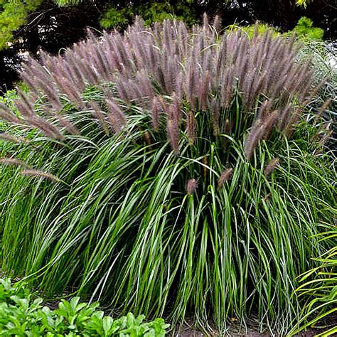 Pennisetum Red Head Fountain Grass - Sugar Creek Gardens