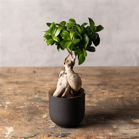 Buy bonsai ficus Ficus microcarpa 'Ginseng'