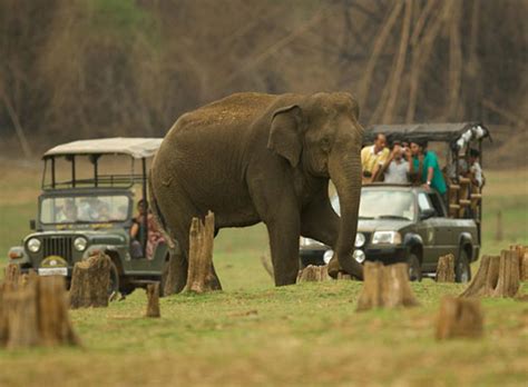 Nagarhole National Park - Safari Timings Info & Travel Guide