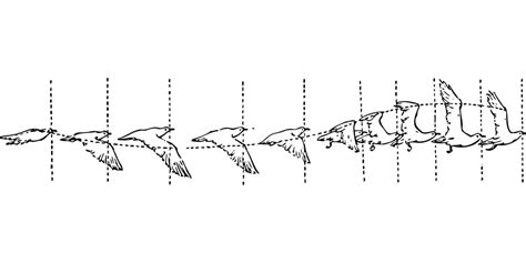 Bird Flight Stages · Free vector graphic on Pixabay