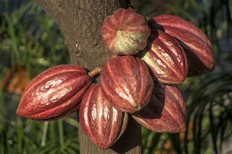 Cacao pod stock photo. Image of limb, delicious, botany - 91899818