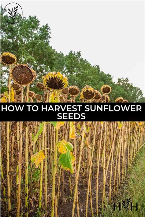 How to harvest sunflower seeds like a pro 🌻🥇 Unveil a tasty yield