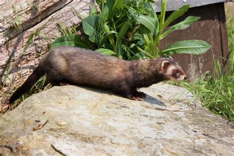 European Polecat Facts, Habitat, Diet, Pictures