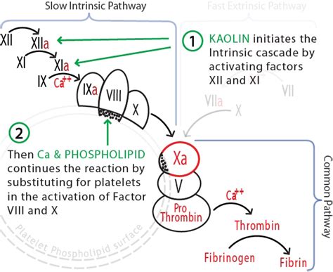 thromboplastin - meddic