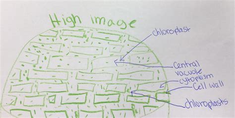 [DIAGRAM] Label Diagram Of Elodea Cells - MYDIAGRAM.ONLINE