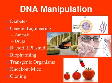 PPT - DNA Manipulation PowerPoint Presentation, free download - ID:595570