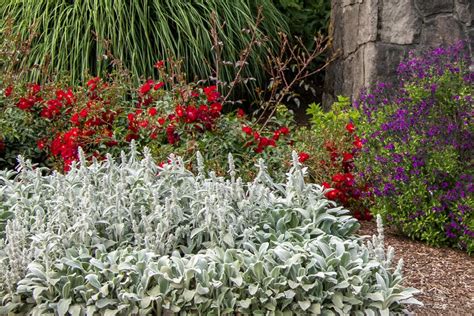 Silver Carpet Lamb's Ear, Stachys byzantina 'Silver Carpet', Monrovia Plant