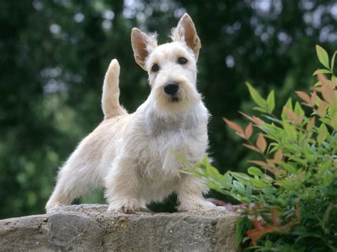 Scottish Terrier | Pets