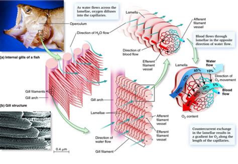 Countercurrent Exchange In Fish Diagram - slidesharetrick