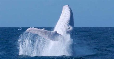 Migaloo The Albino Humpback Whale - National Wildlife Council