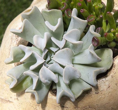 Exotic Succulents | Simply Succulents®