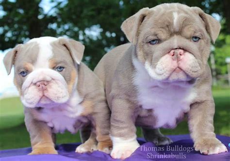 Shrinkabull's Lilac Crave Lilac English Bulldogs | Bulldog puppies ...