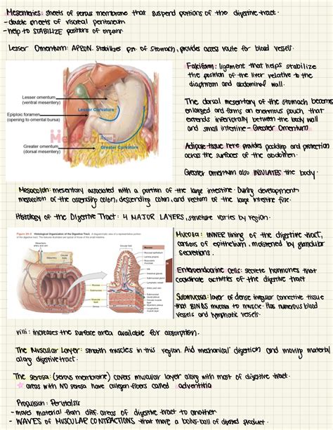 Histology of the Digestive Tract - Mesenteries : sheets of serous ...