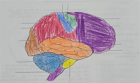 General Brain Anatomy Diagram | Quizlet