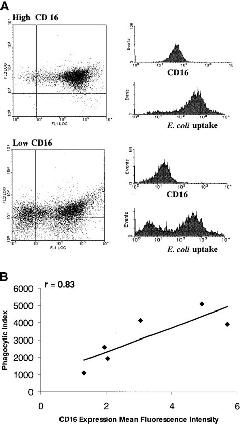 Effect of CD16 expression on neutrophil phagocytosis. Neutrophils from... | Download Scientific ...