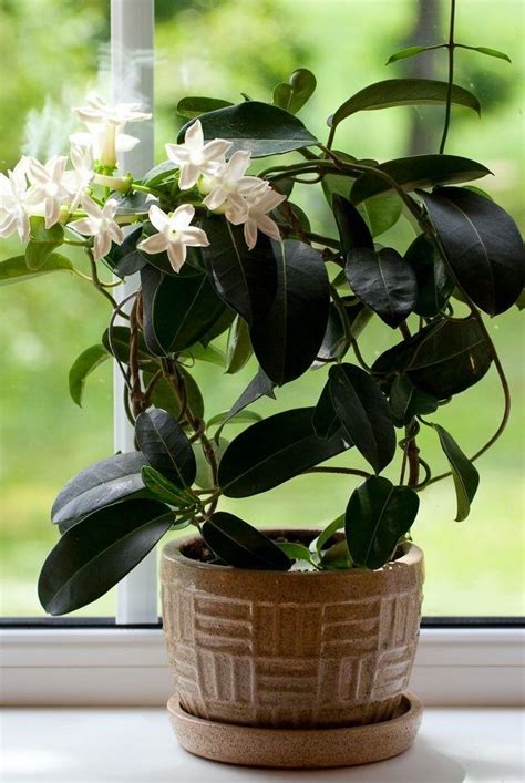 Everything You Need to Know About Growing Jasmine Indoors in 2022 ...