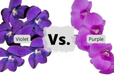 Violet vs. Purple: difference explained in simple terms