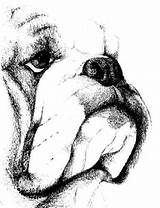 Animal Bulldogs Coloring Page » Turkau sketch template