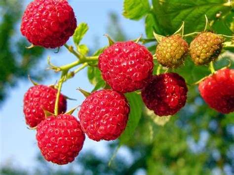 Brandywine Raspberries - Food Gardening Network