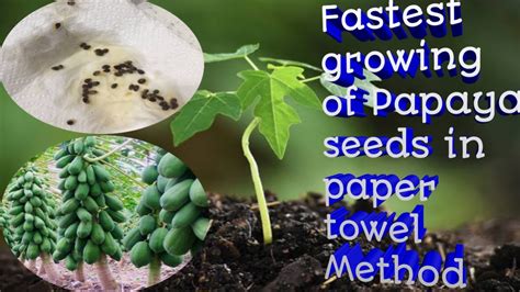 Fastest growing of Papaya seeds growing in paper towel method | Germinating Seedlings ...