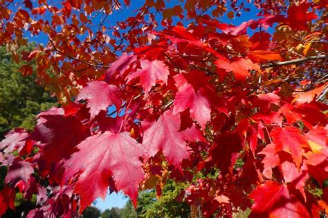 How to Grow and Care for Red Maple Trees | Gardener’s Path