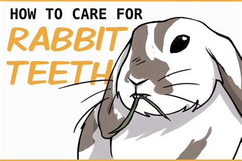 How to Care For Your Rabbit’s Teeth