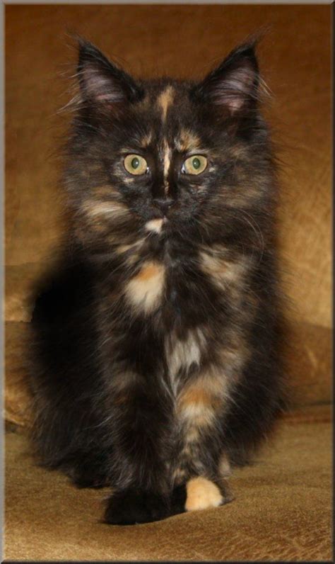 Tortie Maine Coon Kittens For Sale - amphibian plant examples