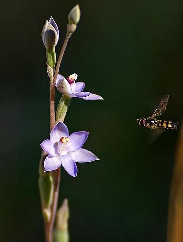 Orchid Pollination by False Promises of Food and Sex | Gardening on Cloud 9